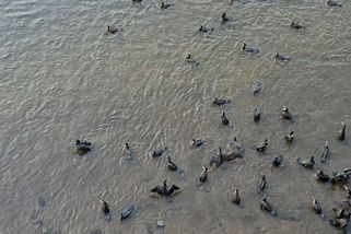 Krvavá jatka. Stovky kormoránů decimují ryby na Radbuze v centru Plzně - Novinky